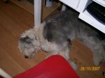 dogs 028.jpg