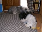 dogs 060.jpg