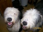 dogs 068.jpg