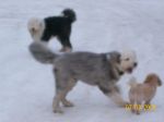 dogs 084.jpg