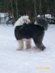 dogs 085.jpg