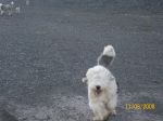 dogs edco 004.jpg