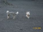 dogs edco 012.jpg