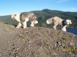 dogs edco 013.jpg