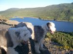 dogs edco 015.jpg