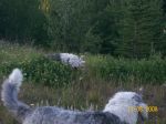 dogs edco 032.jpg