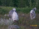 dogs edco 033.jpg