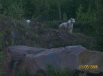 dogs edco 034.jpg