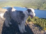 dogs edco 040.jpg