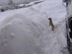 hmmm I know the yard is somewhere.jpg