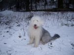 arcie in snow.JPG