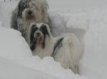 Mick& Niles Snow 2_06.jpg