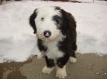 Emmie 005.jpg