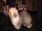 KAEDE AT CRUFTS 2008 008.jpg