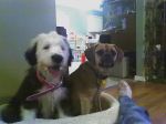 mydoggies.jpg