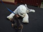 Angus and Bella.JPG