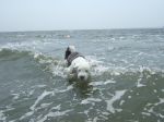 Angus at the beach.JPG