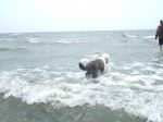 Angus at the beach2.JPG