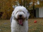 Angus2008.jpg