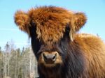 Highland cattle.JPG