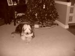 Dolan 11 and 12 months, first birthday and Christmas 227.jpg