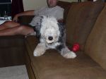 Wrigley loves bones.jpg