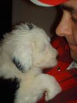 our%20puppy%20003333.jpg