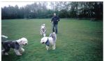 2nd UK Sheepie day 007.jpg