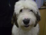 dog show and misc dog 033.jpg