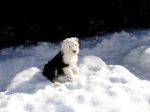 9Weeks-a.JPG