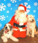 dogs2.jpg