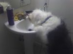 Sampson drinking from sink.JPG