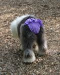 willow2.jpg