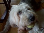 Still My Ball.jpg