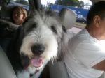 Angus First Ride~0.jpg