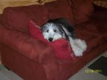 angus snow 022.JPG