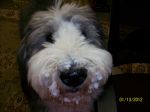 angus snow 025.JPG