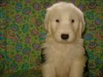 my puppy.JPG