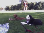 08-17-07_1636 Paco and Kahli.jpg