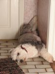 tillie relaxing.JPG