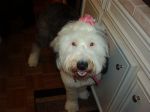Polly - 1 yr old.JPG