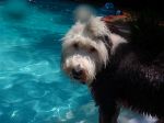 Polly likes to swim.JPG