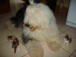 Mishka~0.jpg