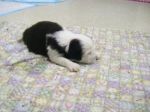 Aug 29 puppys 007.jpg