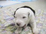 Aug 29 puppys 010.jpg