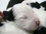 Puppys Aug 19th 016.jpg