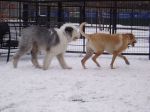 Dog Park 036.JPG