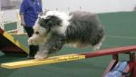 Mad Dog on teeter- Cleveland.jpg