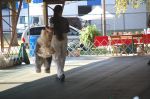 OES 2007 National Show 105.jpg