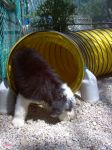 PUPPY SYBIL TUNNEL.JPG